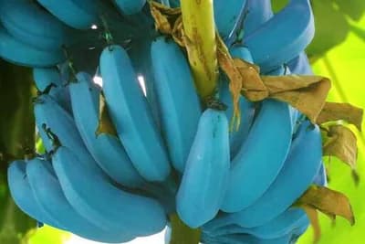 Rijetka vrsta PLAVE BANANE ima ukus sladoleda od vanile