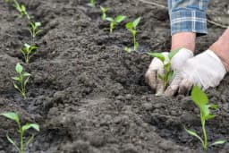 Bolesti korijena i prizemnog dijela stabla rasada