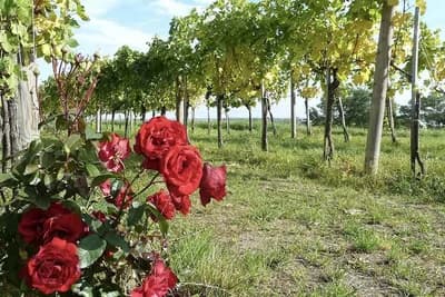 Zašto se RUŽE sade u vinogradima? Razlog je i više nego KORISTAN