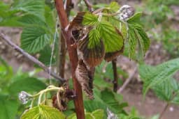 TRULEŽ KORIJENA MALINE - Mladi izdanci u proljeće naglo venu i propadaju