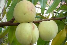 Vinogradarska breskva - Stara sorta veoma otporna na bolesti