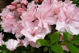 AZALEJA - Savjeti za njegu i uzgoj