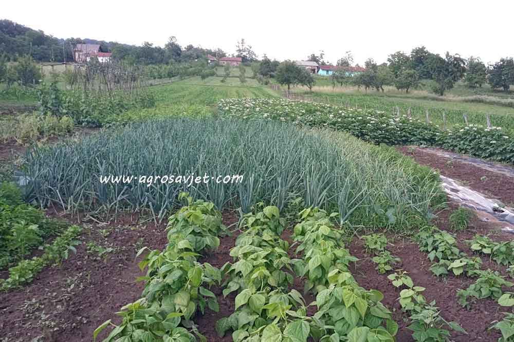 Pridržavajte se ovih pravila u plodoredu da biste imali što veći prinos