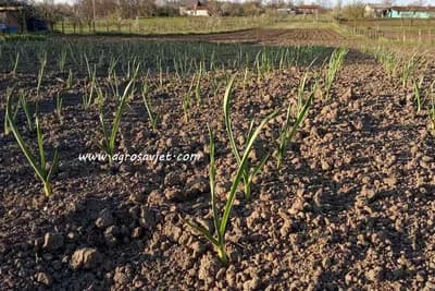 Njega bijelog luka - Prihranjivanje, navodnjavanje, okopavanje
