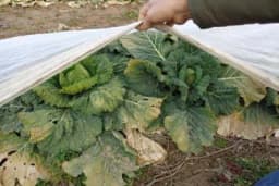 Najavljeno zahlađenje moglo bi napraviti štete poljoprivrednicima