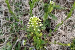 HOĆU-NEĆU evo koja ljekovita svojstva ima ova samonilkla biljka