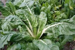 Blitva je veoma cijenjeno povrće – Evo kako se gaji