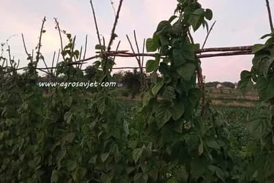 Proljećna sjetva BORANIJE