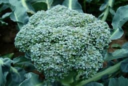 Uslovi uspijevanja i proizvodnja brokole