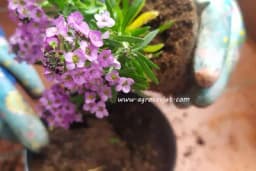 Dva moćna rastvora sode bikarbone koji zamjenjuju pesticide