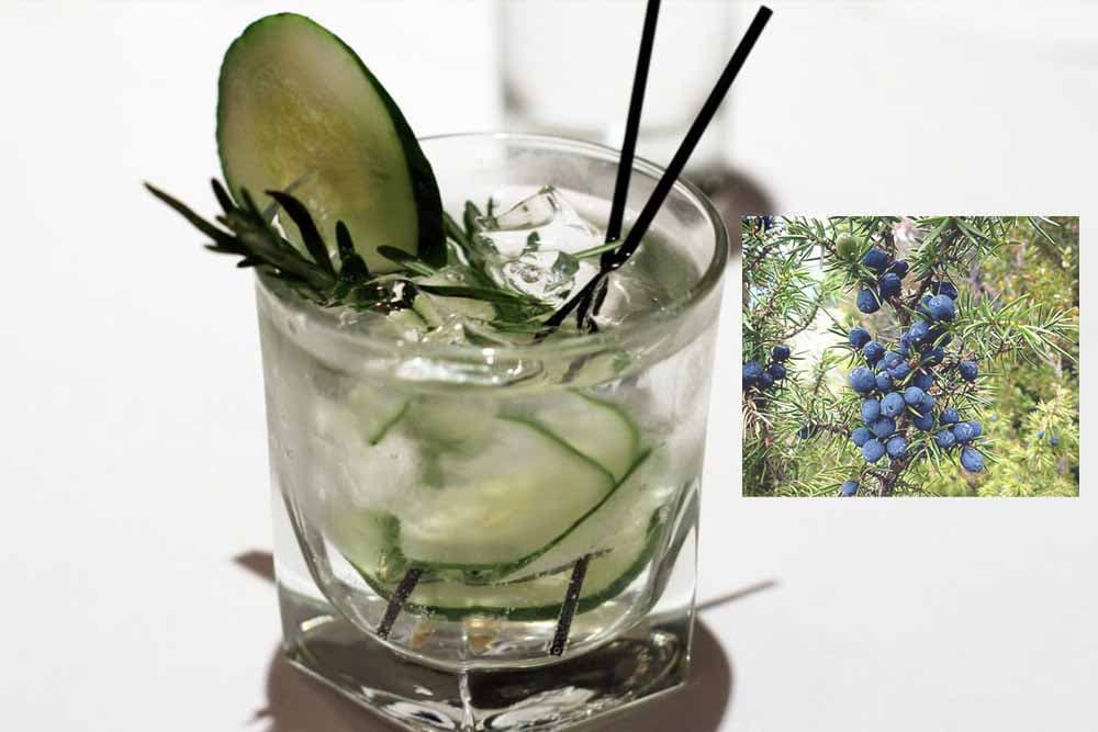 Zašto je zdravo popiti čašicu džina?