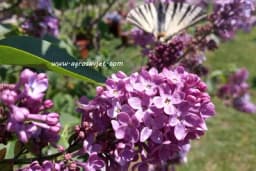 Ljekovitost JORGOVANA - Evo kako se koristi!