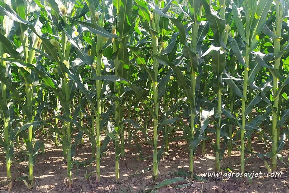 đubrenje kukuruza
