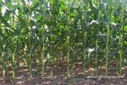 Đubrenje kukuruza - Za normalno razviće ishrana je jedan od najbitnijih preduslova