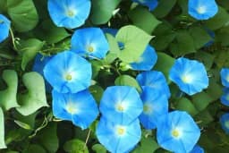 Ladolež - Kako da gajite ovu predivnu penjačicu?