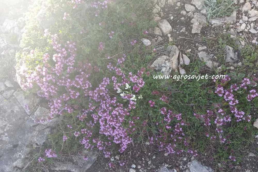 Znate li razliku između majčine dušice i timijana?