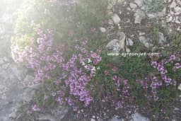 Znate li razliku između majčine dušice i timijana?