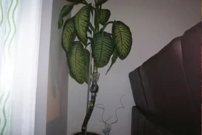 Donji dio stabla kod biljaka je ostao bez listova, biljka je previše visoka, listovi su samo na vrhu - Margotiranje je rješenje!