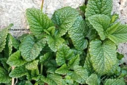 Deset biljaka koje odbijaju komarce i muve