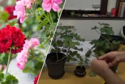 Razmnožavanje MUŠKATLI iz reznica