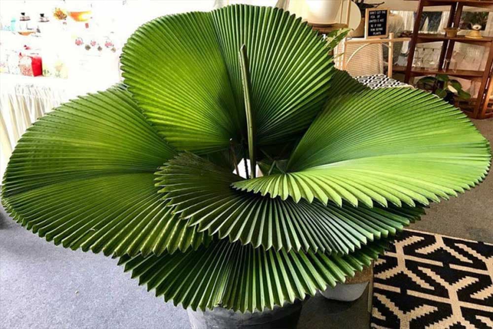 Palma Licuala cordata,