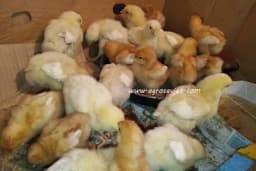 Savjeti za uspiješan početak gajenja plića - Temperatura, ishrana, osvijetljenost