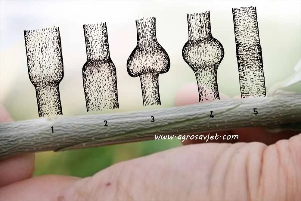 Nepodudarnost podloge i plemke prilikom kalemljenja