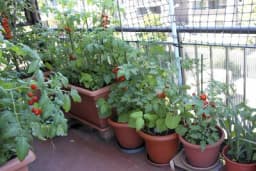 Ako želite uzgojiti povrtnjak na svome balkonu ovo je od ključnog značaja