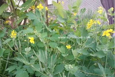 Trava rusa u akciji - Prirodni tretmani za bradavice i alergije