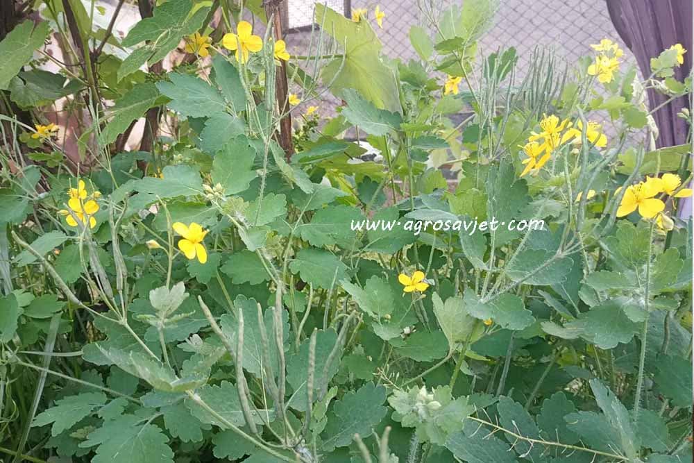 Rosopas protiv bradavica