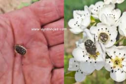 Rutava buba: skrivena opasnost koja uništava vaše voćnjake - otkrijte kako da se izborite sa njom!