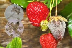 Siva trulež plodova - Najvažnija bolest jagode