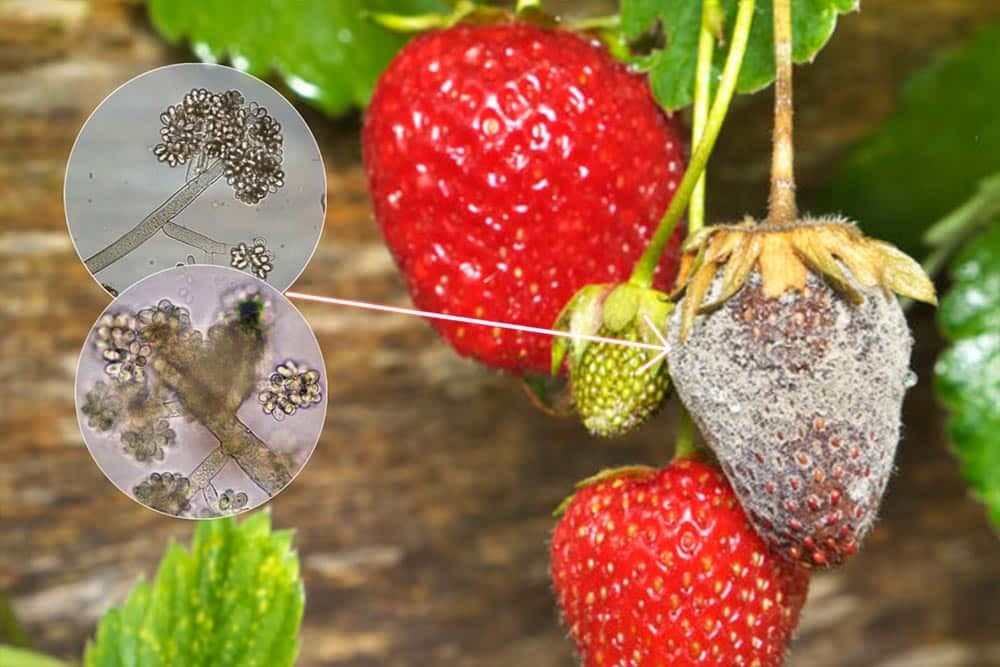 Siva trulež plodova jagode