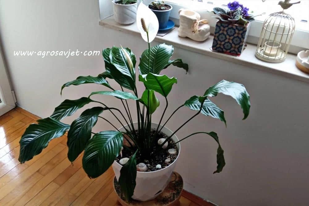 spatifilum ili ženska sreća