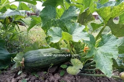 Proizvodnja tikvica na otvorenom polju - Sve od sjetve do berbe