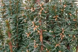 Tisa – Karakteristike i narodno vjerovanje