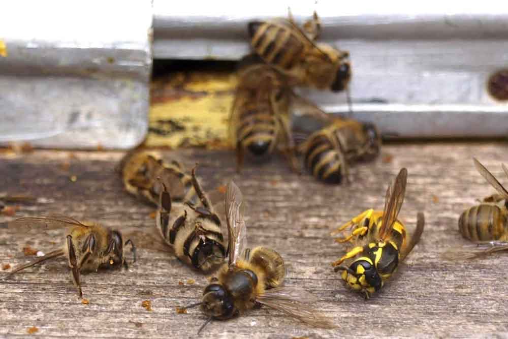 Simptomi trovanja pčela