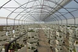 Vertikalni uzgoj jagoda - Najbolje rješenje za visok prinos na malom prostoru