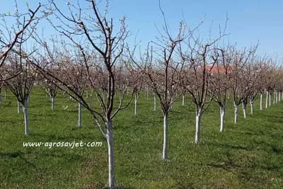 Razmjeravanje parcele i obilježavanje mjesta za sadnju