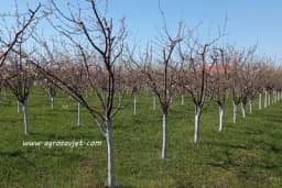 Radovi u voćnjaku po mjesecima - Kalendar voća