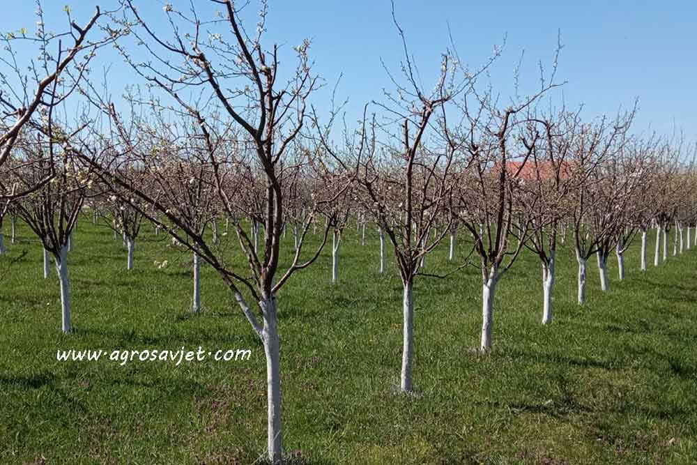 Radovi u voćnjaku po mjesecima