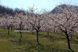 Kako đubriti voćke tokom proljeća
