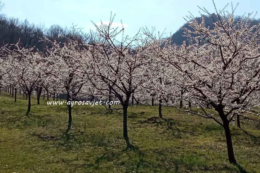 Obrada zemljišta u voćnjaku