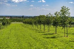 Održavanje zemljišta u zasadu oraha