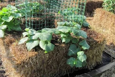 Gajenje krastavaca na balama slame - Prinos se može povećati do 2,5 puta!