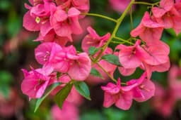 Bugenvilija - Penjačica raskošnih cvjetova