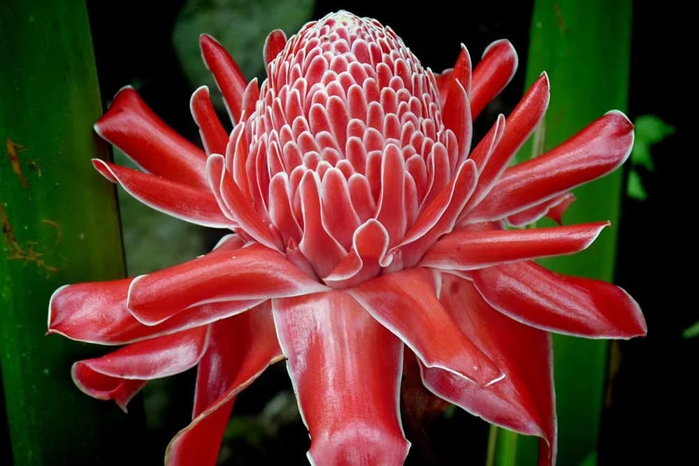 Da li znate kako izgleda cvijet đumbira?