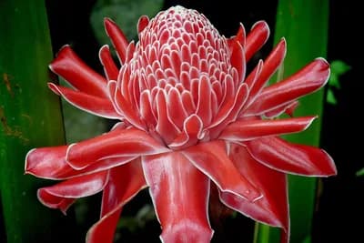 Da li znate kako izgleda cvijet đumbira?