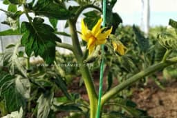 Oprašivanje biljaka u plastenicima