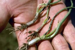 Gar luka - Bolest koja pogađa mlade biljke